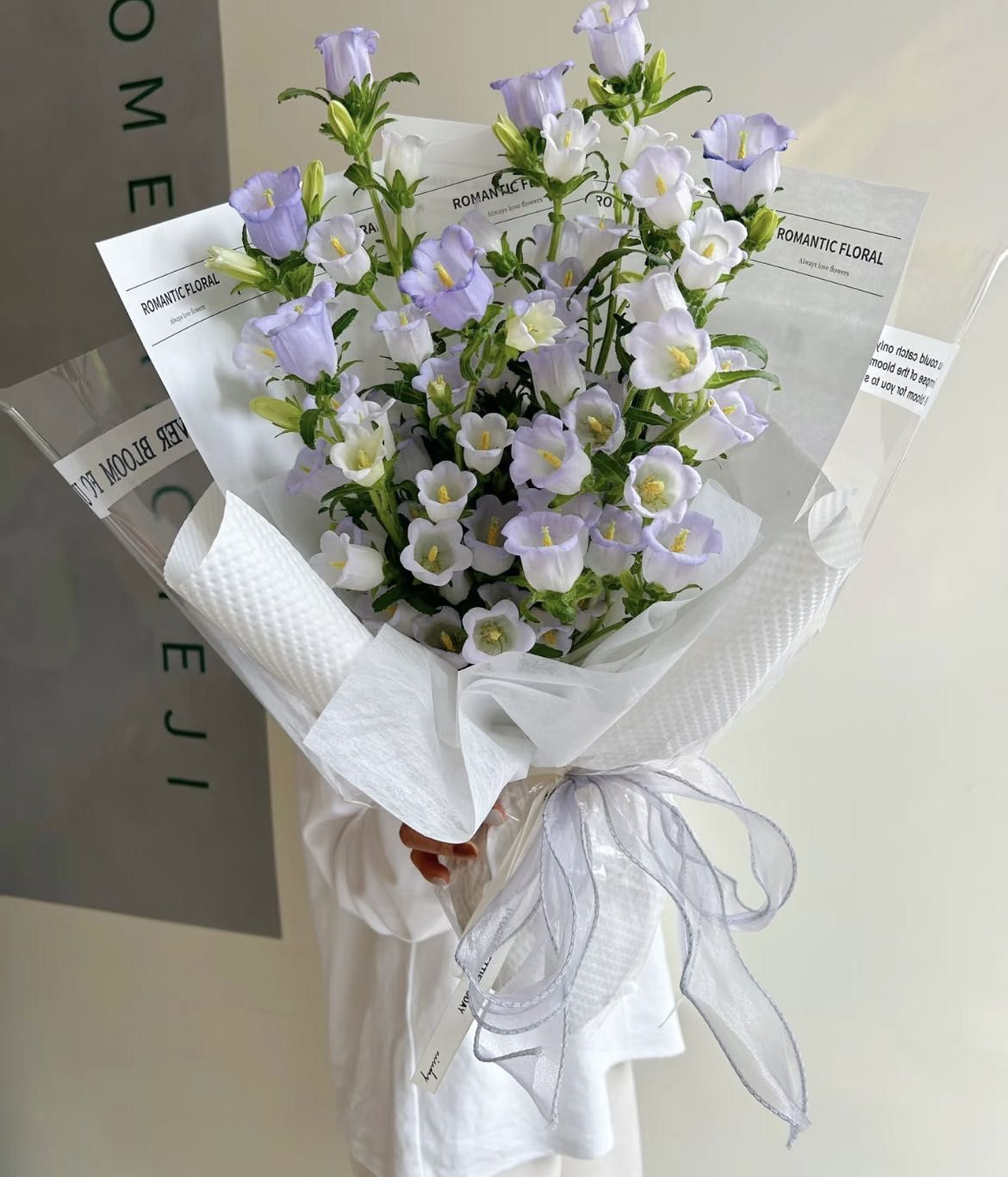 Bellflower Waltz ้ๅ
ฐ่ฝป่