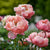 Peony 芍药
