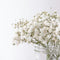 Baby's Breath 满天星