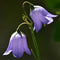 Bellflower 风铃花