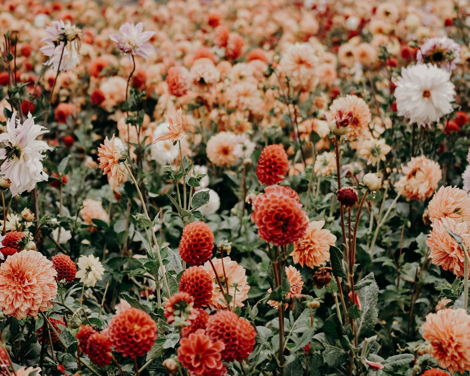 Field of colorful flowers with a focus on red and orange hues.