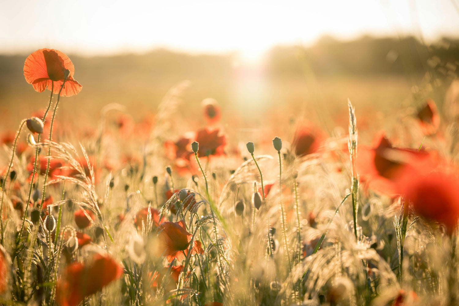 A sunlit field of red poppies among golden grasses, photographed in a shallow depth of field with warm backlighting and a bright sun flare near the top center.