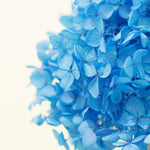 Hydrangea 绣球