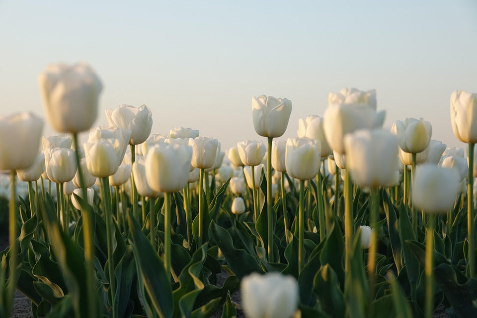 Field of white tulips with a soft focus background