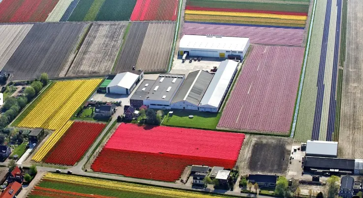 wholesale flower holland supplier