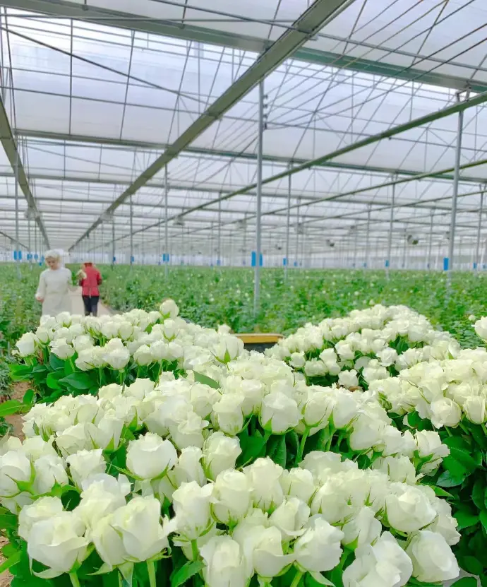 white roses sale promotion