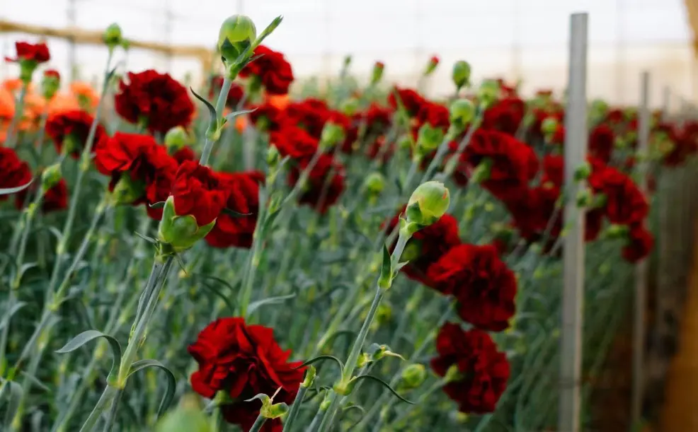 romantic red roses anniversary