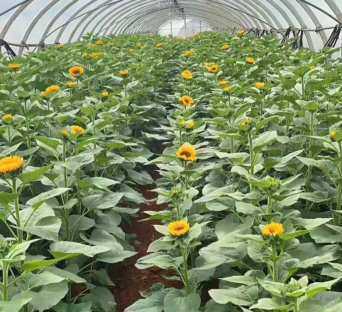 sunflower warehouse floral