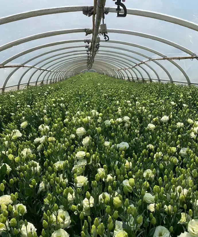 flowers warehouse supplies