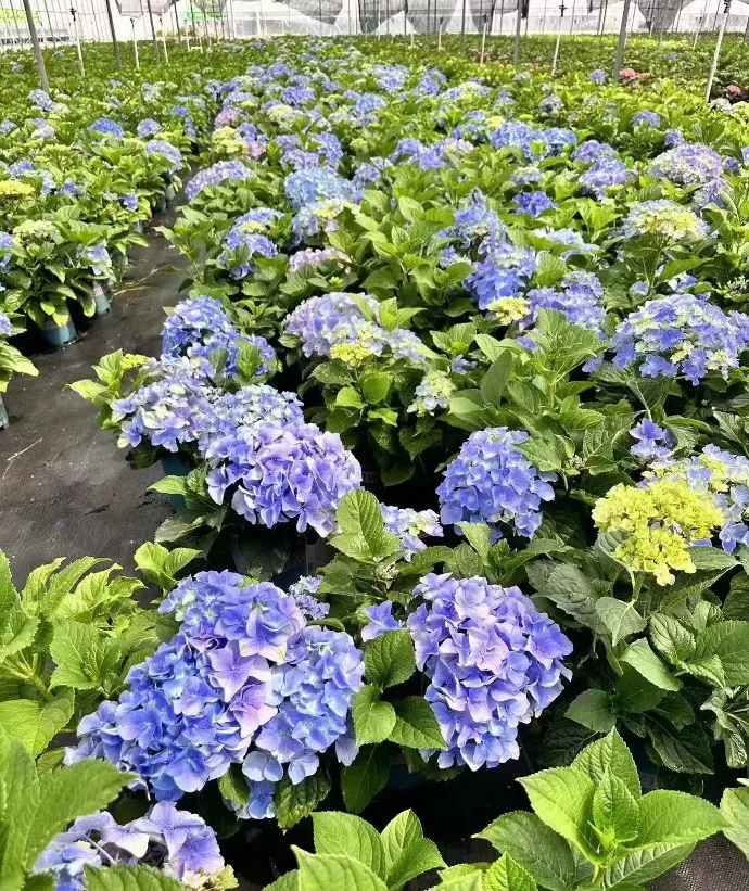 singapore florist flowers